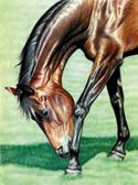 Mares and Foals, Equine Art - Itchy Foot